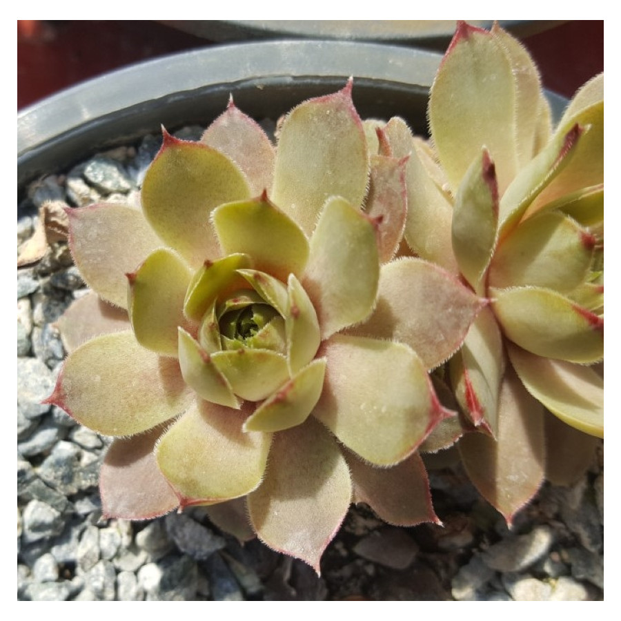 Sempervivum Chopin Rojnik