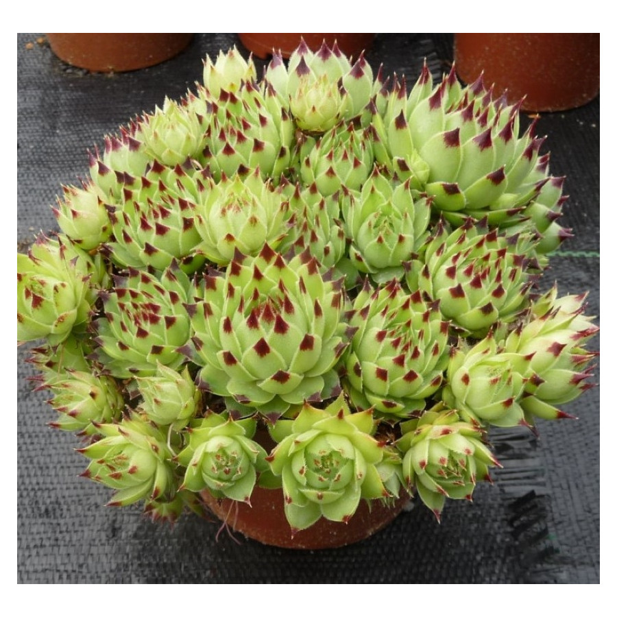 Sempervivum calcareum Country Bumpkin Rojnik wapienny