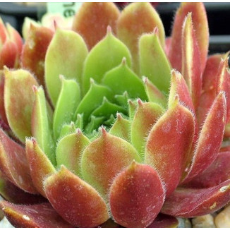 Sempervivum Thera Rojnik