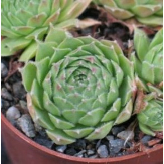 Sempervivum Therra Rojnik