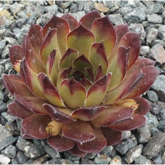 Sempervivum Thea Rojnik