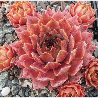 Sempervivum Telfan Rojnik