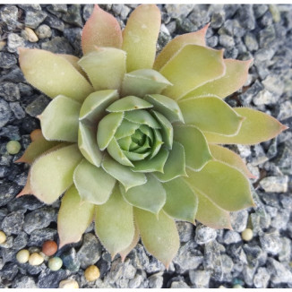 Sempervivum Telfan Rojnik