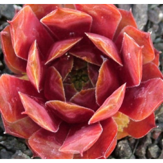 Sempervivum Teide Rojnik