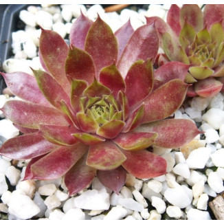 Sempervivum Teide Rojnik