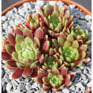 Sempervivum Tambora Rojnik