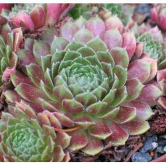 Sempervivum Tambora Rojnik