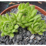 Sempervivum Tamberlane Rojnik