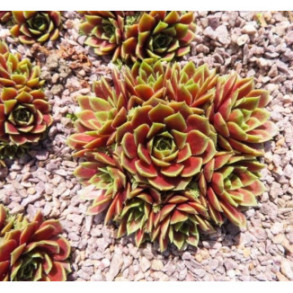 Sempervivum Talula Rojnik