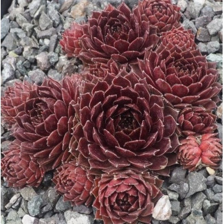 Sempervivum Sylba Rojnik