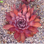 Sempervivum Sweet Sherry Rojnik