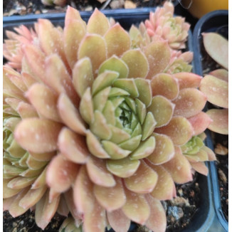 Sempervivum Sweet L:ittle...