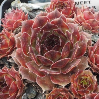 Sempervivum Sweet Brown...