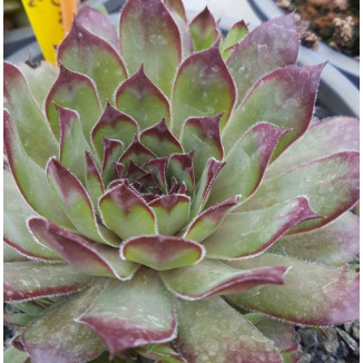 Sempervivum Sweet Braun...