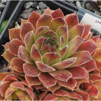 Sempervivum Sunkist Rojnik