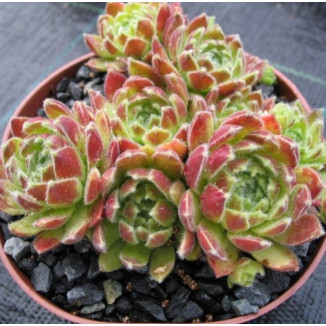 Sempervivum Sunkist Rojnik