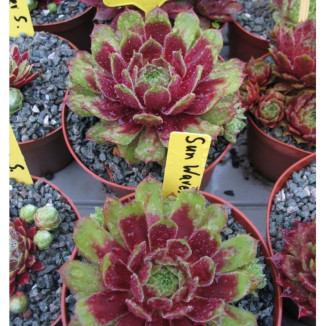 Sempervivum Sun Waves Rojnik