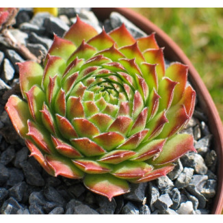 Sempervivum Sun Waves Rojnik