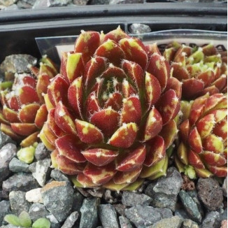 Sempervivum Sumayyah Rojnik