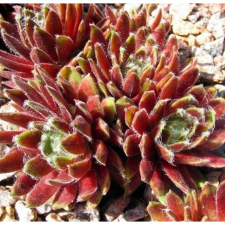 Sempervivum Suki rojnik