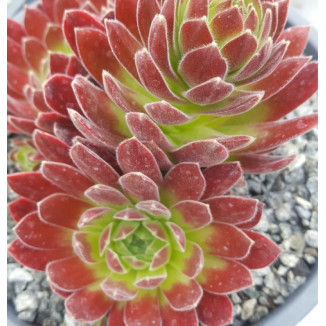 Sempervivum Suki Rojnik