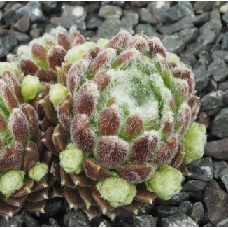 Sempervivum Strubbelkopf...