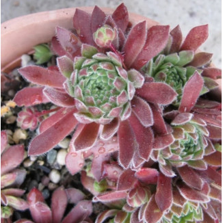 Sempervivum Strawberry...