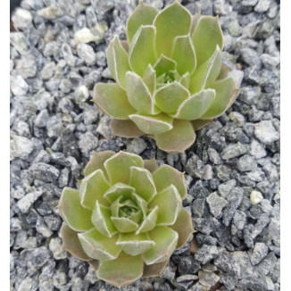 Sempervivum Strawberry...