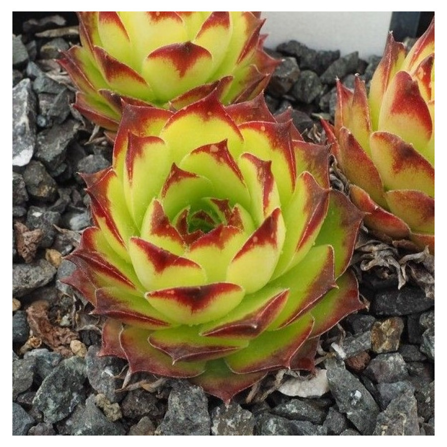 Sempervivum Sternhalde Rojnik