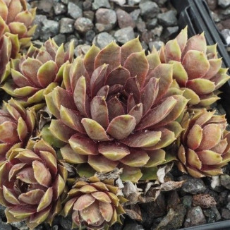 Sempervivum Status Quo Rojnik