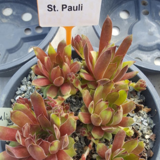 Sempervivum St. Pauli Rojnik