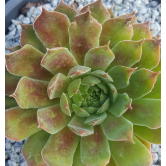 Sempervivum St. Helens Rojnik