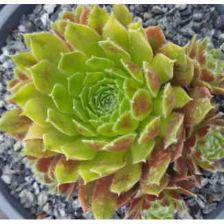 Sempervivum St. Helens Rojnik