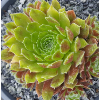 Sempervivum Squaw Rojnik