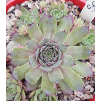 Sempervivum Spitzrosa Rojnik