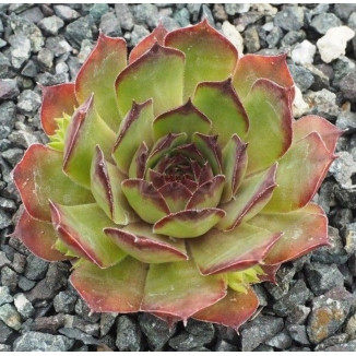 Sempervivum Spitzrosa Rojnik