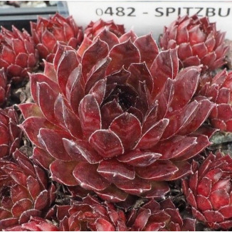 Sempervivum Spitzbud Rojnik