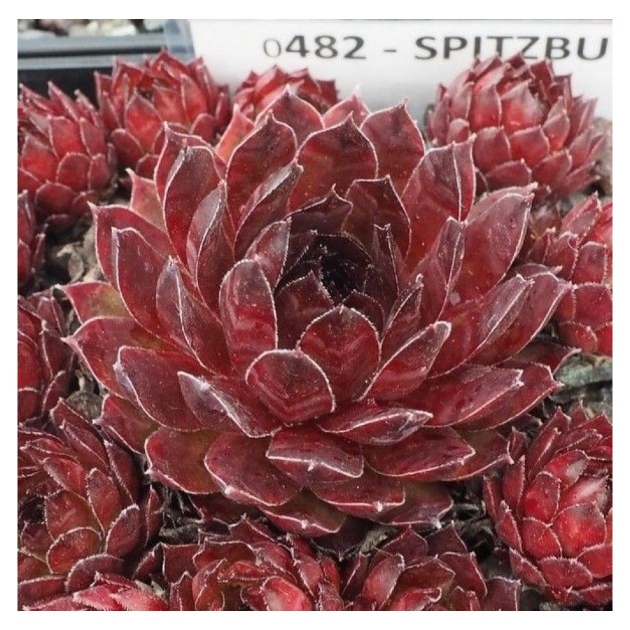 Sempervivum Spitzbud Rojnik