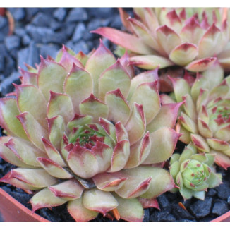 Sempervivum Spinell Rojnik