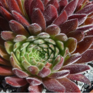 Sempervivum Spice Rojnik