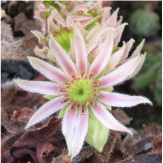 Sempervivum Spice Rojnik