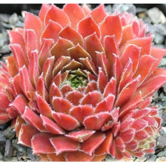 Sempervivum Spherette Rojnik