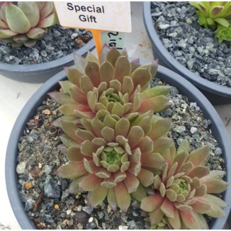 Sempervivum Special Gift...