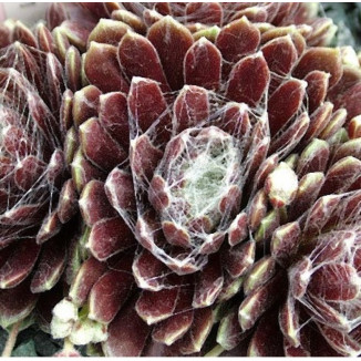 Sempervivum Sossamon Rojnik