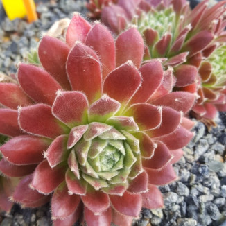 Sempervivum Sossamon Rojnik