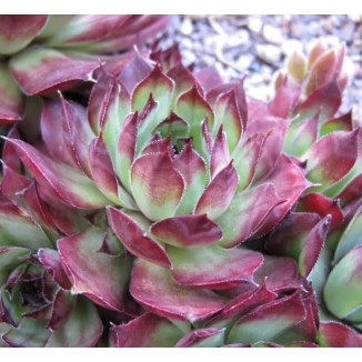 Sempervivum Slabber's...