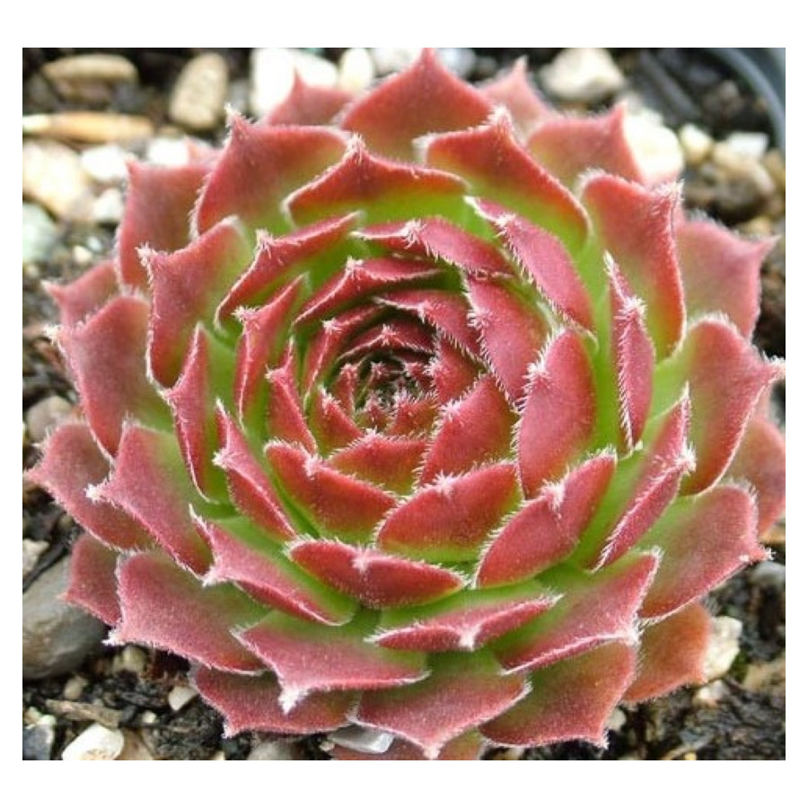 Sempervivum Sioux Rojnik