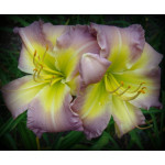 Hemerocallis Regency Heights