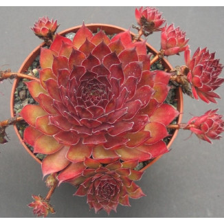 Sempervivum Simsalabin Rojnik