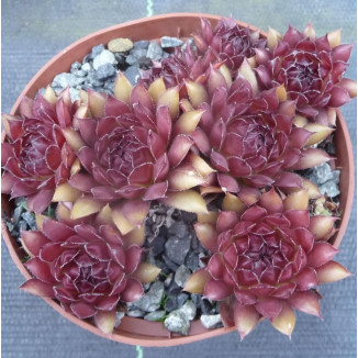 Sempervivum Simsalabin Rojnik